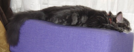 eflatcat.JPG