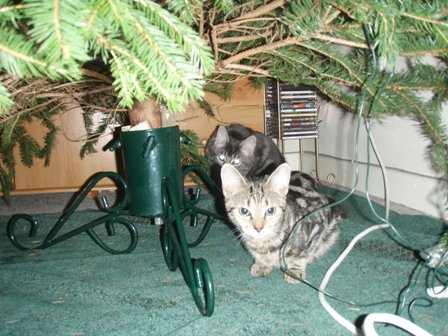 etreeunder.JPG